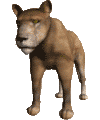 Gif animé lionne